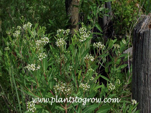 New Jersey tea (Ceanothus americanus)